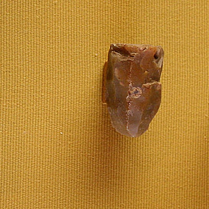 Photo de Muséum dOrléans pour la biodiversité et lenvironnement - MOBE