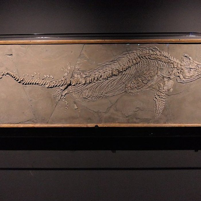 Photo de Muséum dOrléans pour la biodiversité et lenvironnement - MOBE