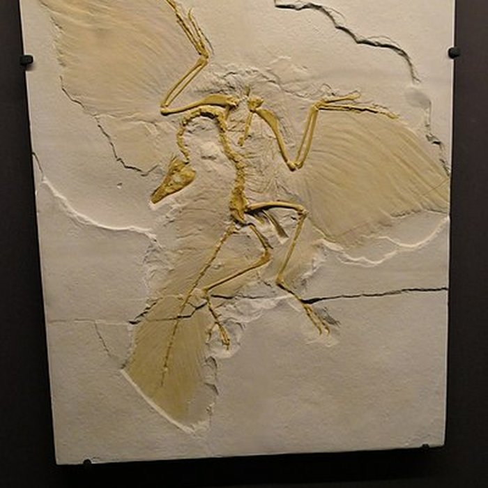 Photo de Muséum dOrléans pour la biodiversité et lenvironnement - MOBE