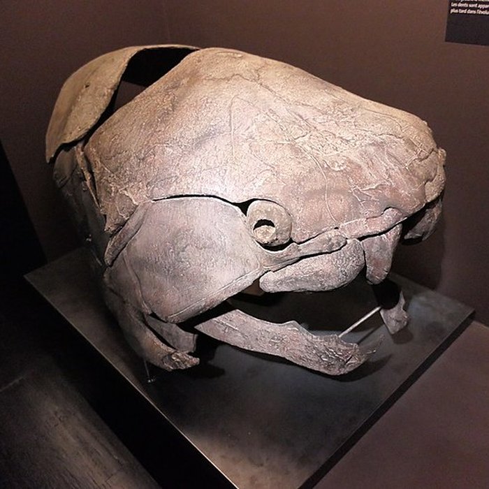 Photo de Muséum dOrléans pour la biodiversité et lenvironnement - MOBE