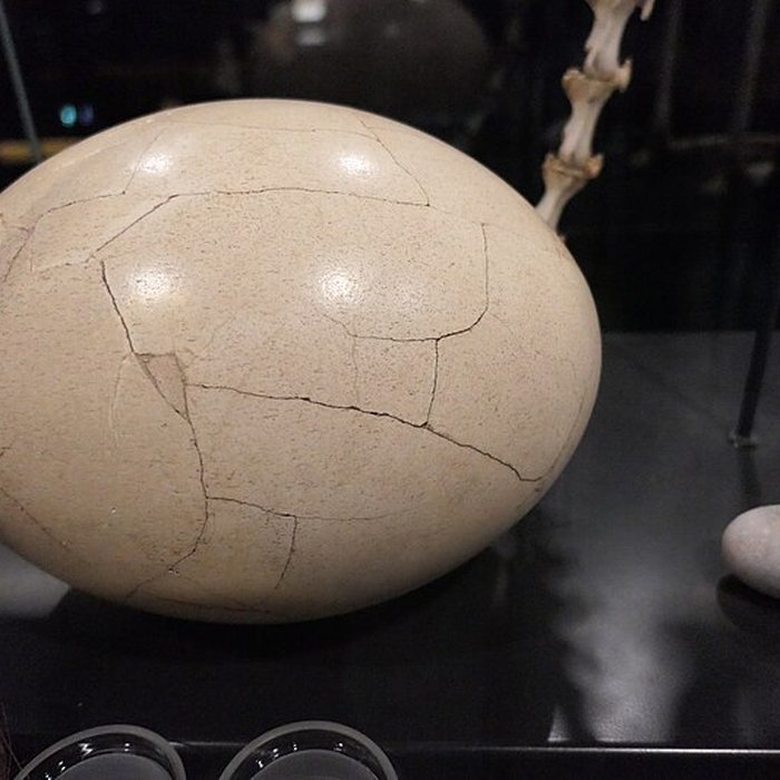 Photo de Muséum dOrléans pour la biodiversité et lenvironnement - MOBE