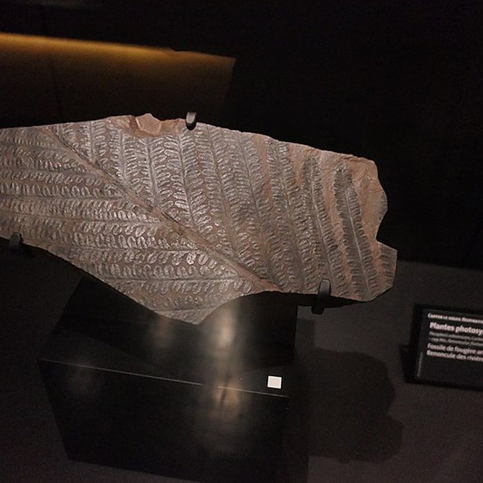 Photo de Muséum dOrléans pour la biodiversité et lenvironnement - MOBE