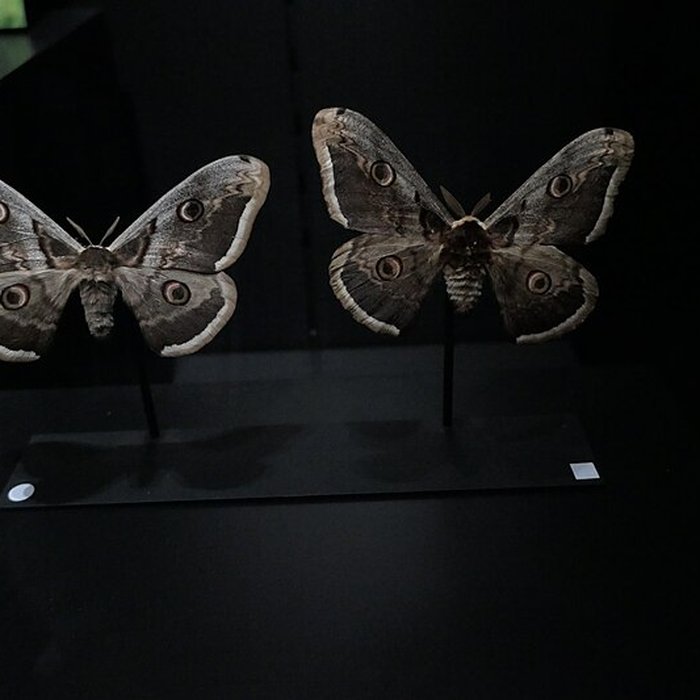 Photo de Muséum dOrléans pour la biodiversité et lenvironnement - MOBE