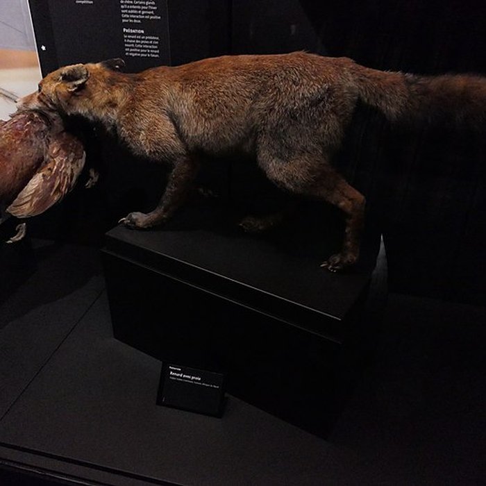 Photo de Muséum dOrléans pour la biodiversité et lenvironnement - MOBE