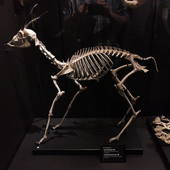 Photo de Muséum dOrléans pour la biodiversité et lenvironnement - MOBE