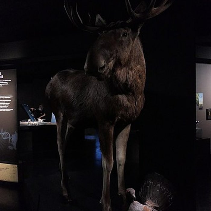 Photo de Muséum dOrléans pour la biodiversité et lenvironnement - MOBE