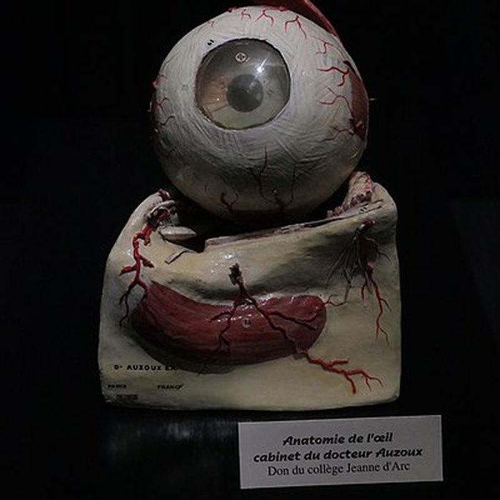 Photo de Muséum dOrléans pour la biodiversité et lenvironnement - MOBE