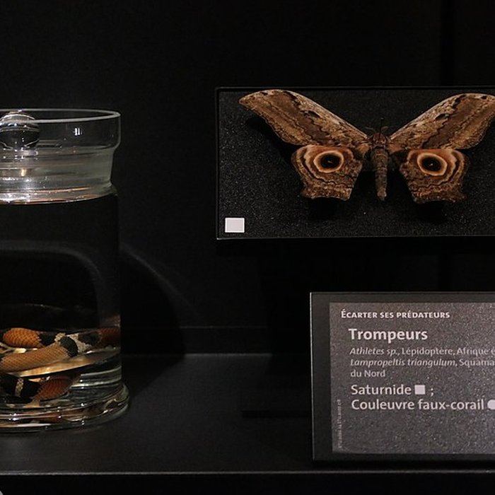 Photo de Muséum dOrléans pour la biodiversité et lenvironnement - MOBE