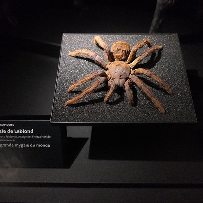 Photo de Muséum dOrléans pour la biodiversité et lenvironnement - MOBE