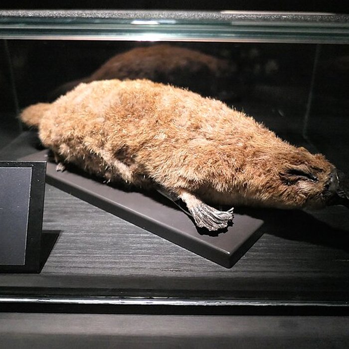 Photo de Muséum dOrléans pour la biodiversité et lenvironnement - MOBE