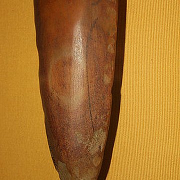 Muséum dOrléans pour la biodiversité et lenvironnement - MOBE