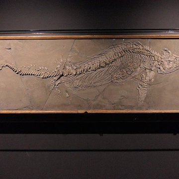 Muséum dOrléans pour la biodiversité et lenvironnement - MOBE