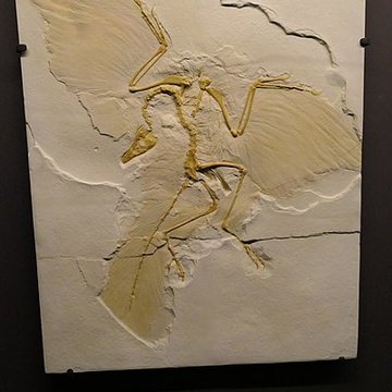 Muséum dOrléans pour la biodiversité et lenvironnement - MOBE