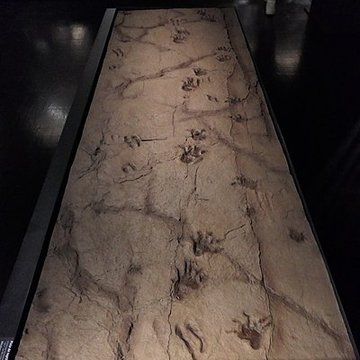 Muséum dOrléans pour la biodiversité et lenvironnement - MOBE