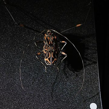 Muséum dOrléans pour la biodiversité et lenvironnement - MOBE