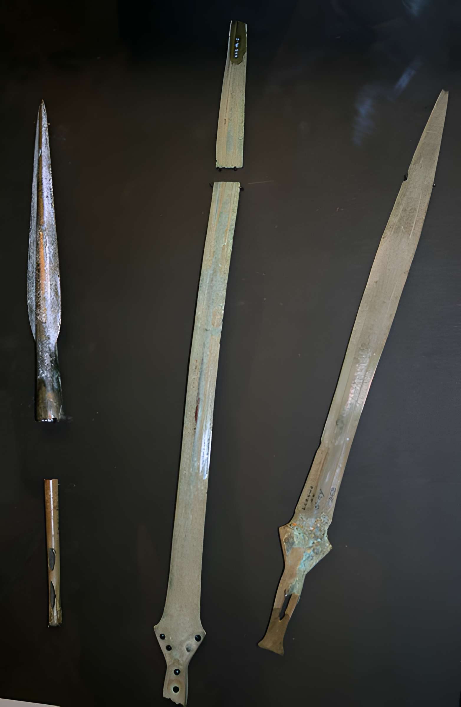 Muséum d'Orléans pour la biodiversité et l'environnement - MOBE