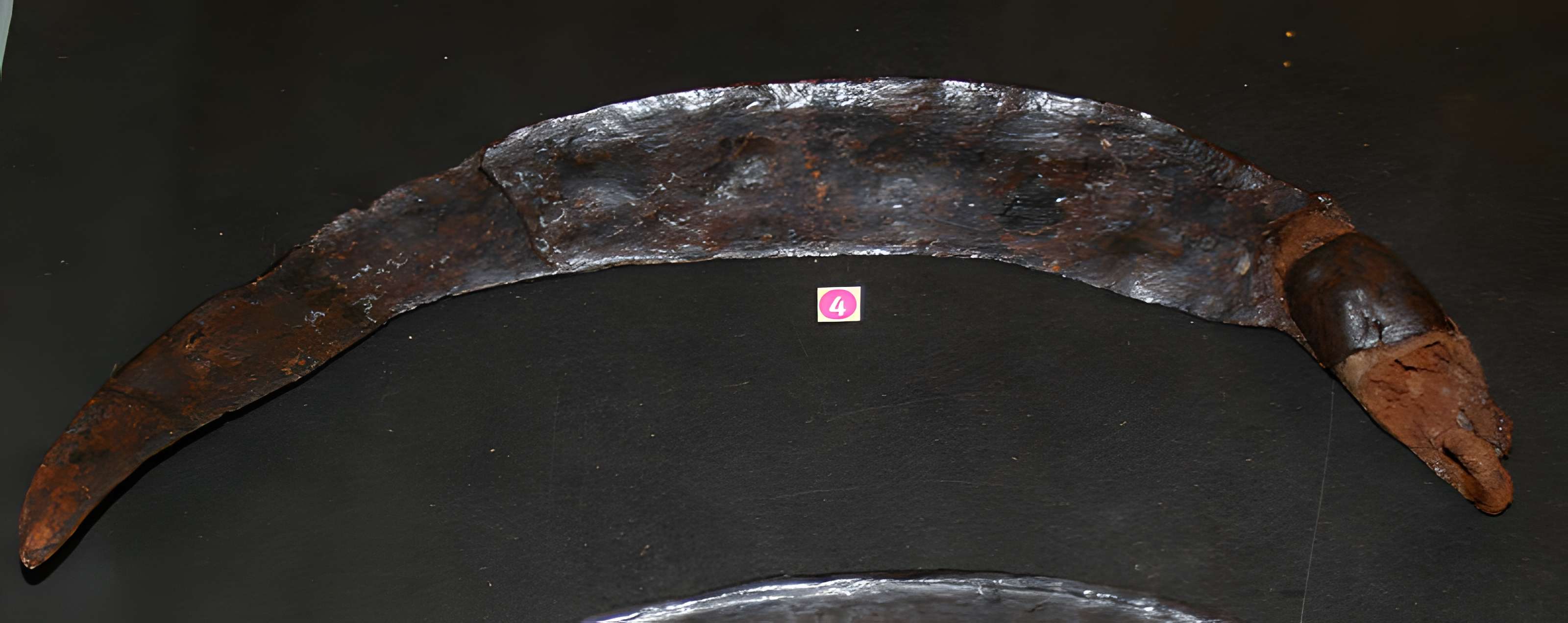 Muséum d'Orléans pour la biodiversité et l'environnement - MOBE