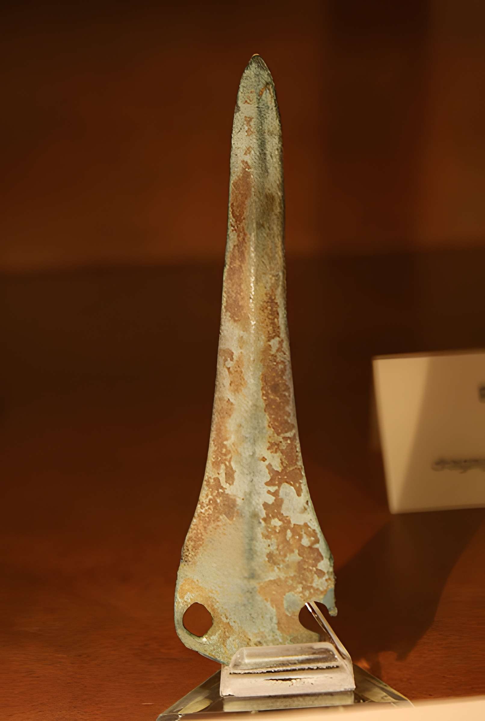 Muséum d'Orléans pour la biodiversité et l'environnement - MOBE