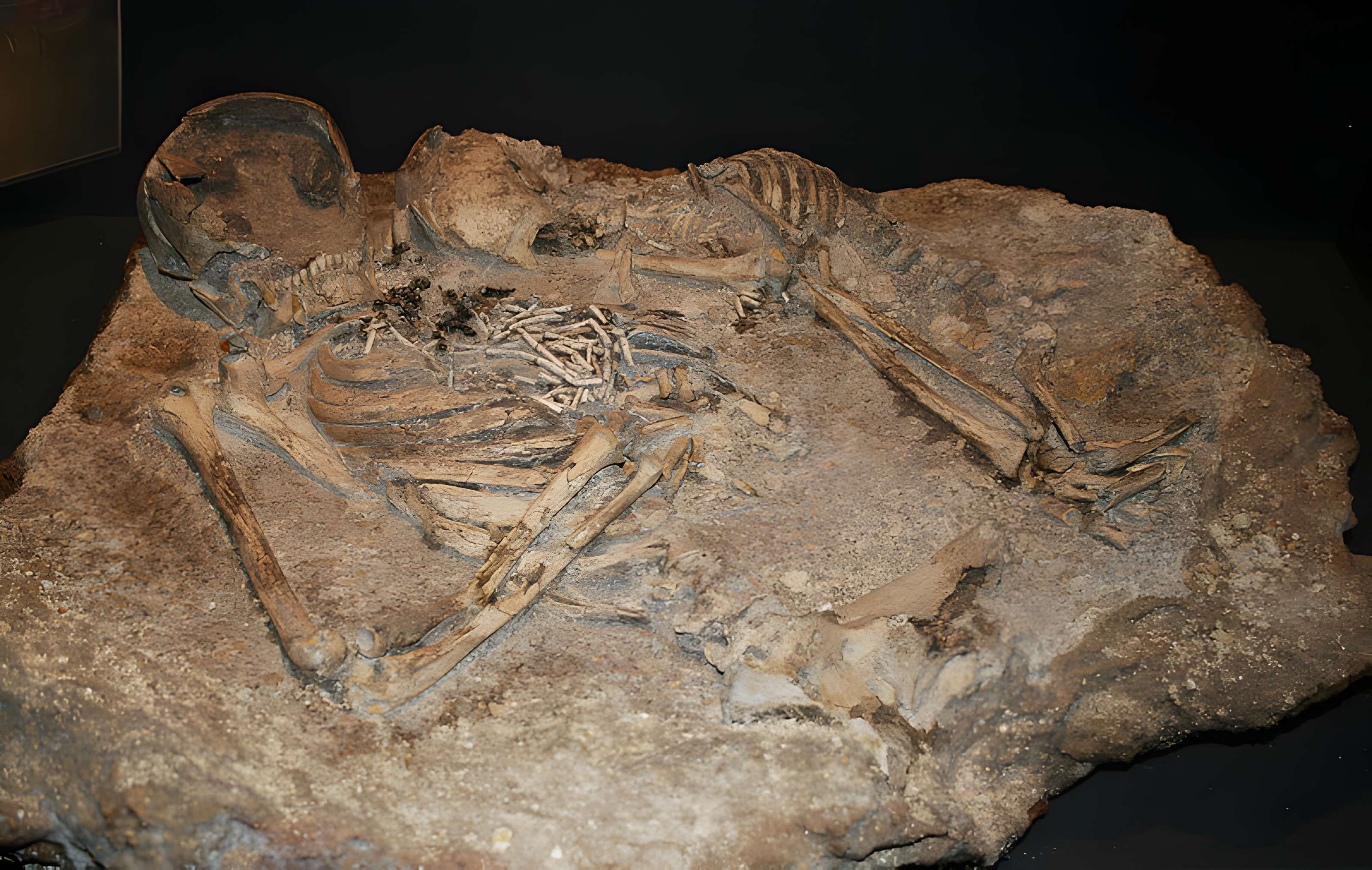 Muséum d'Orléans pour la biodiversité et l'environnement - MOBE