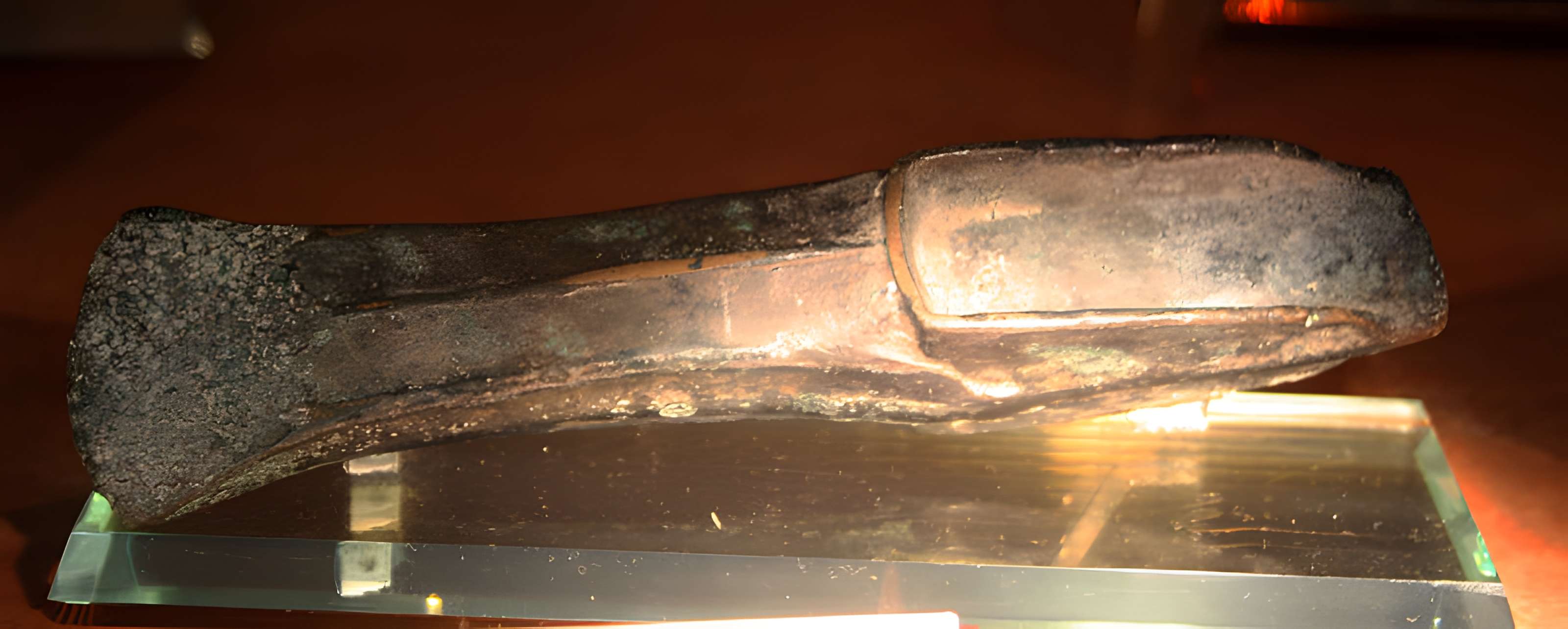 Muséum d'Orléans pour la biodiversité et l'environnement - MOBE