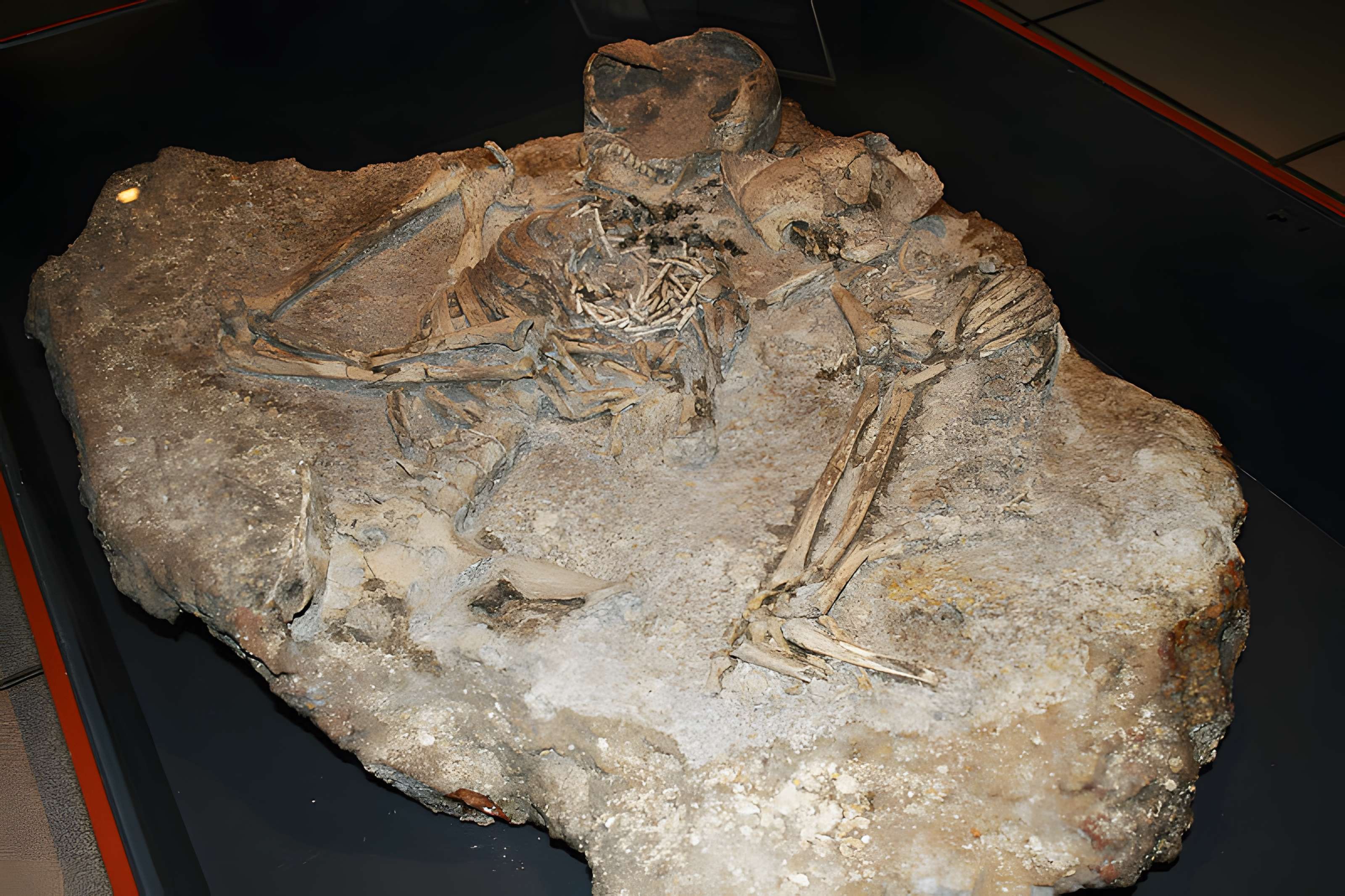 Muséum d'Orléans pour la biodiversité et l'environnement - MOBE