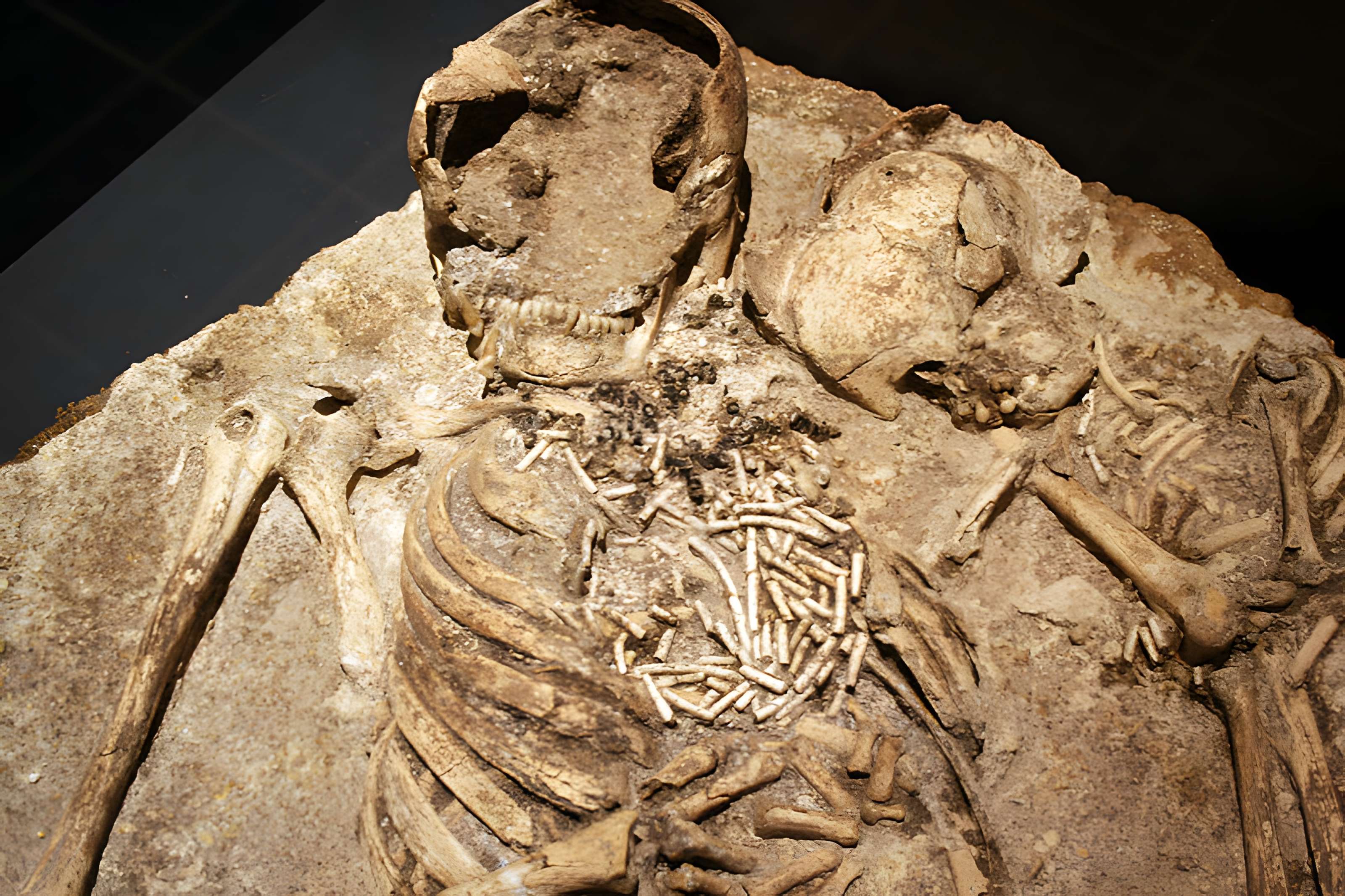 Muséum d'Orléans pour la biodiversité et l'environnement - MOBE