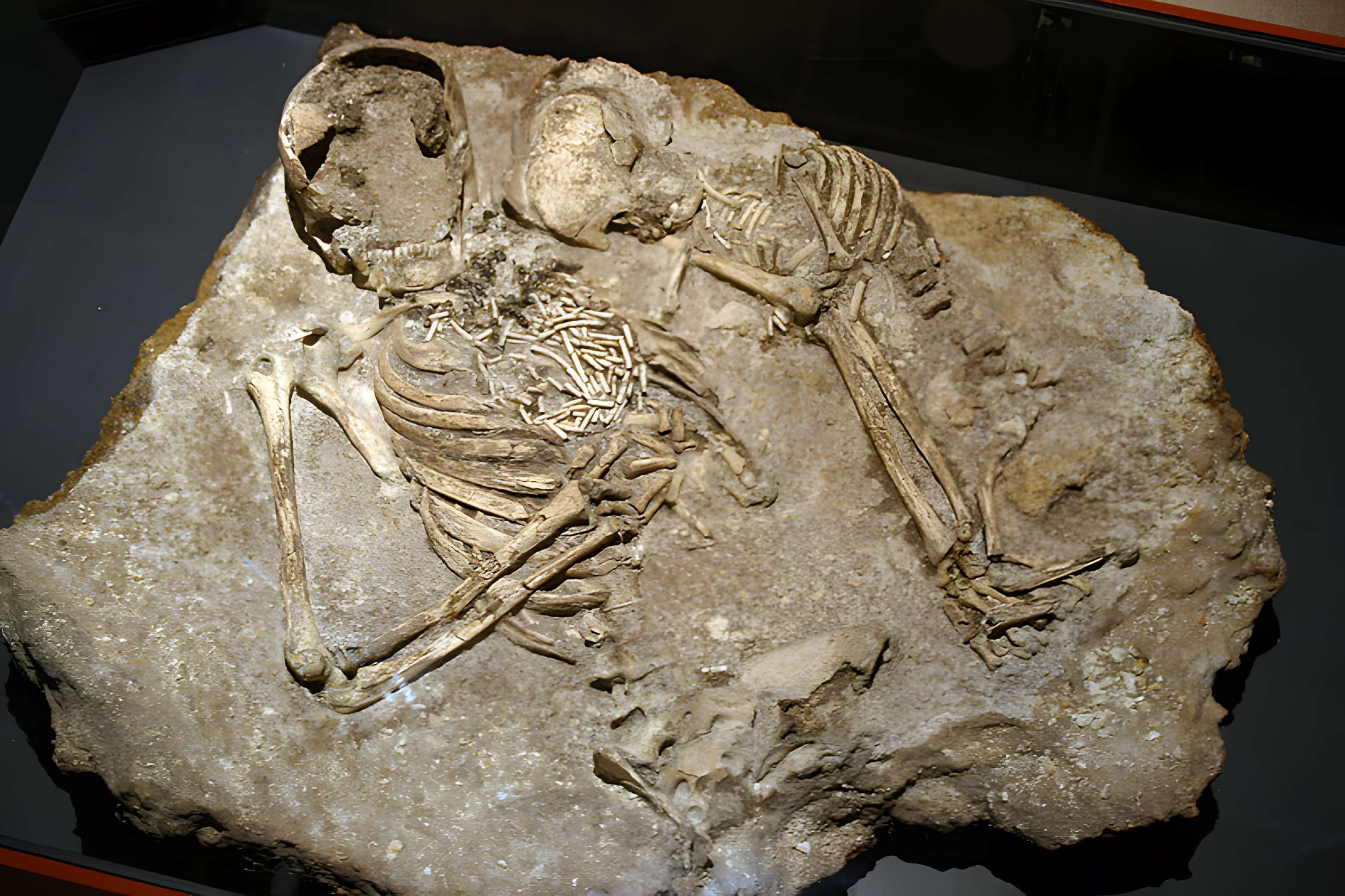 Muséum d'Orléans pour la biodiversité et l'environnement - MOBE