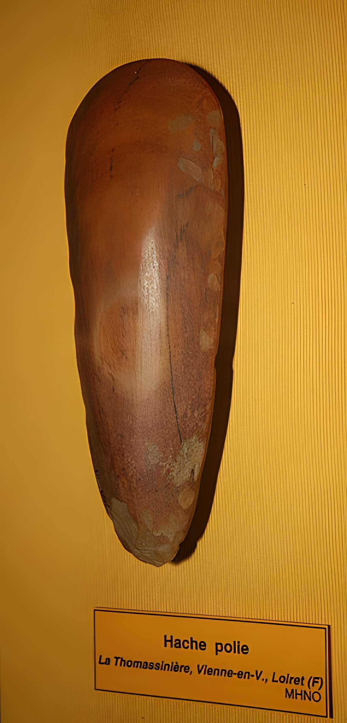 Muséum d'Orléans pour la biodiversité et l'environnement - MOBE