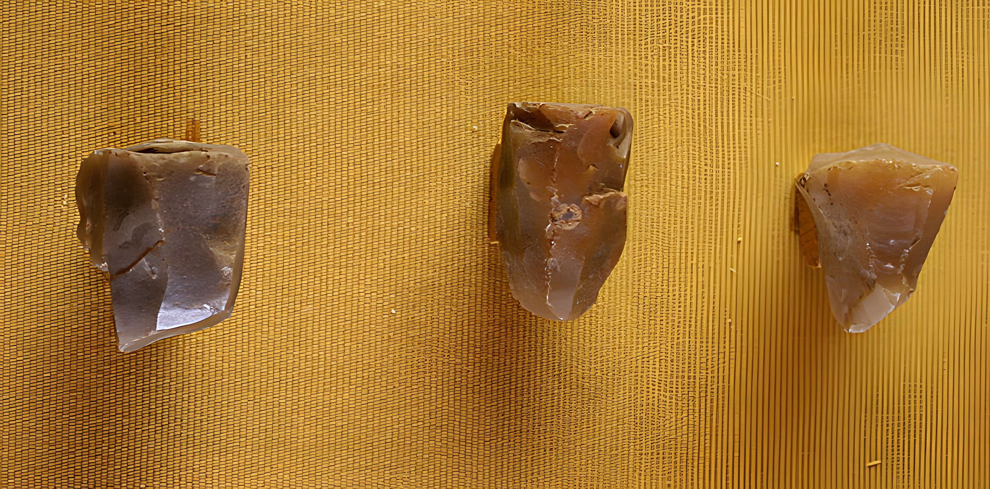 Muséum d'Orléans pour la biodiversité et l'environnement - MOBE