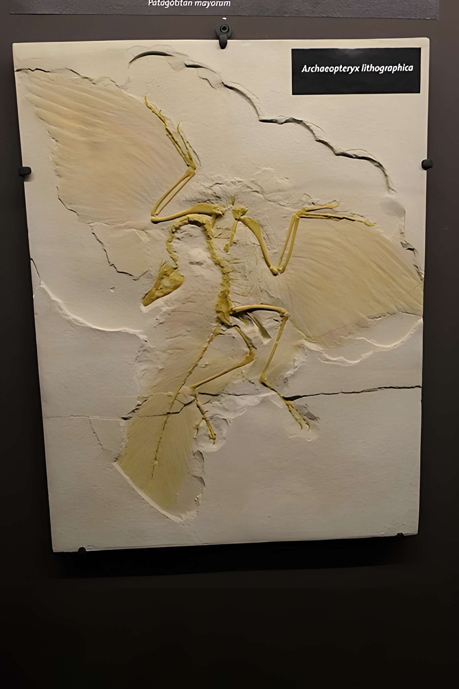 Muséum d'Orléans pour la biodiversité et l'environnement - MOBE