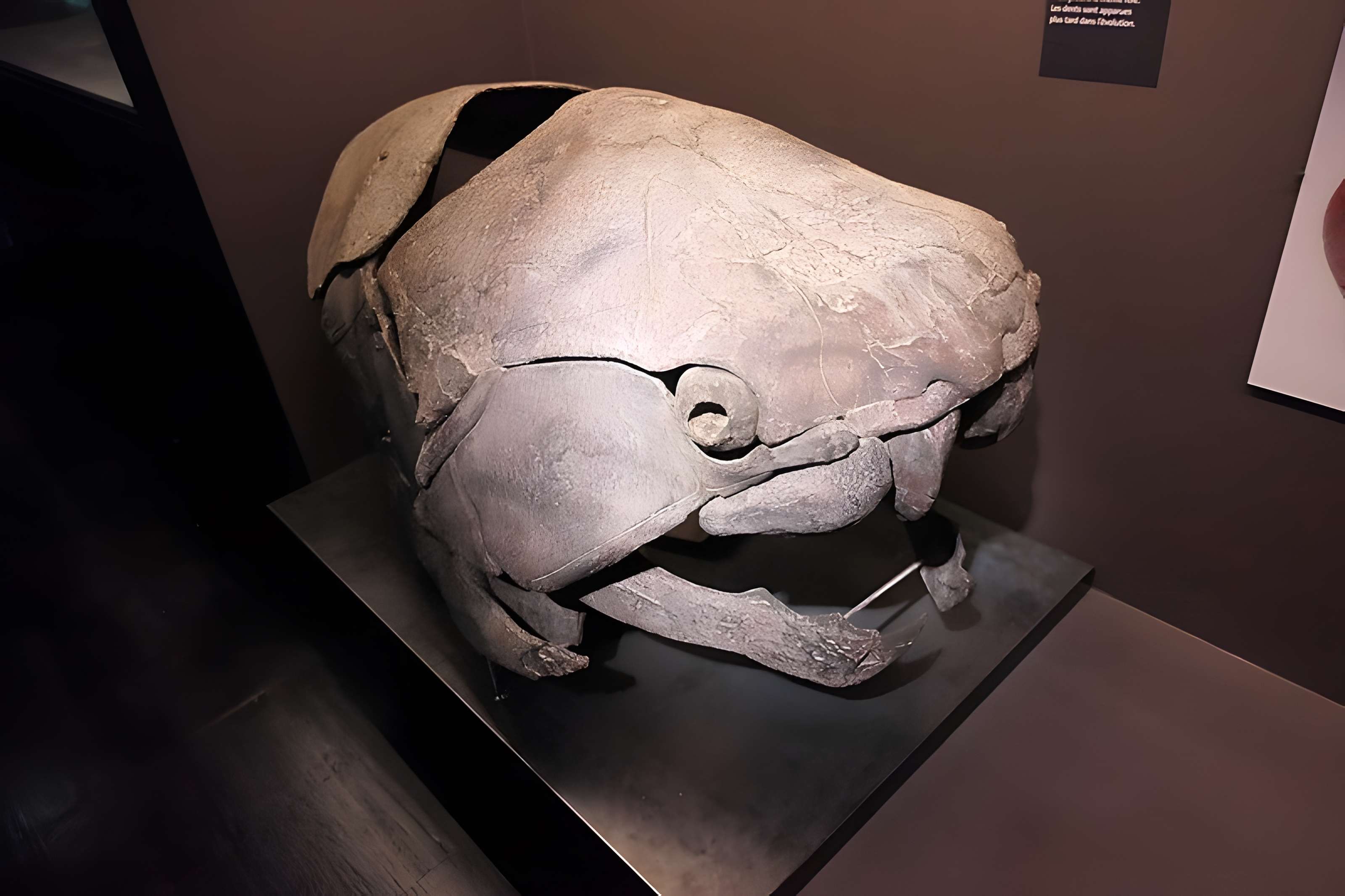 Muséum d'Orléans pour la biodiversité et l'environnement - MOBE