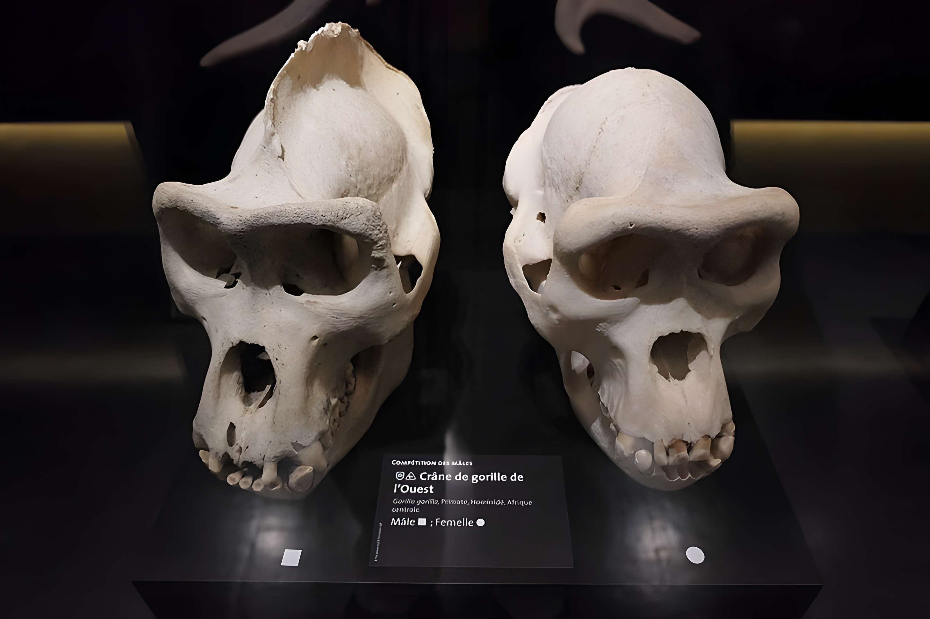 Muséum d'Orléans pour la biodiversité et l'environnement - MOBE