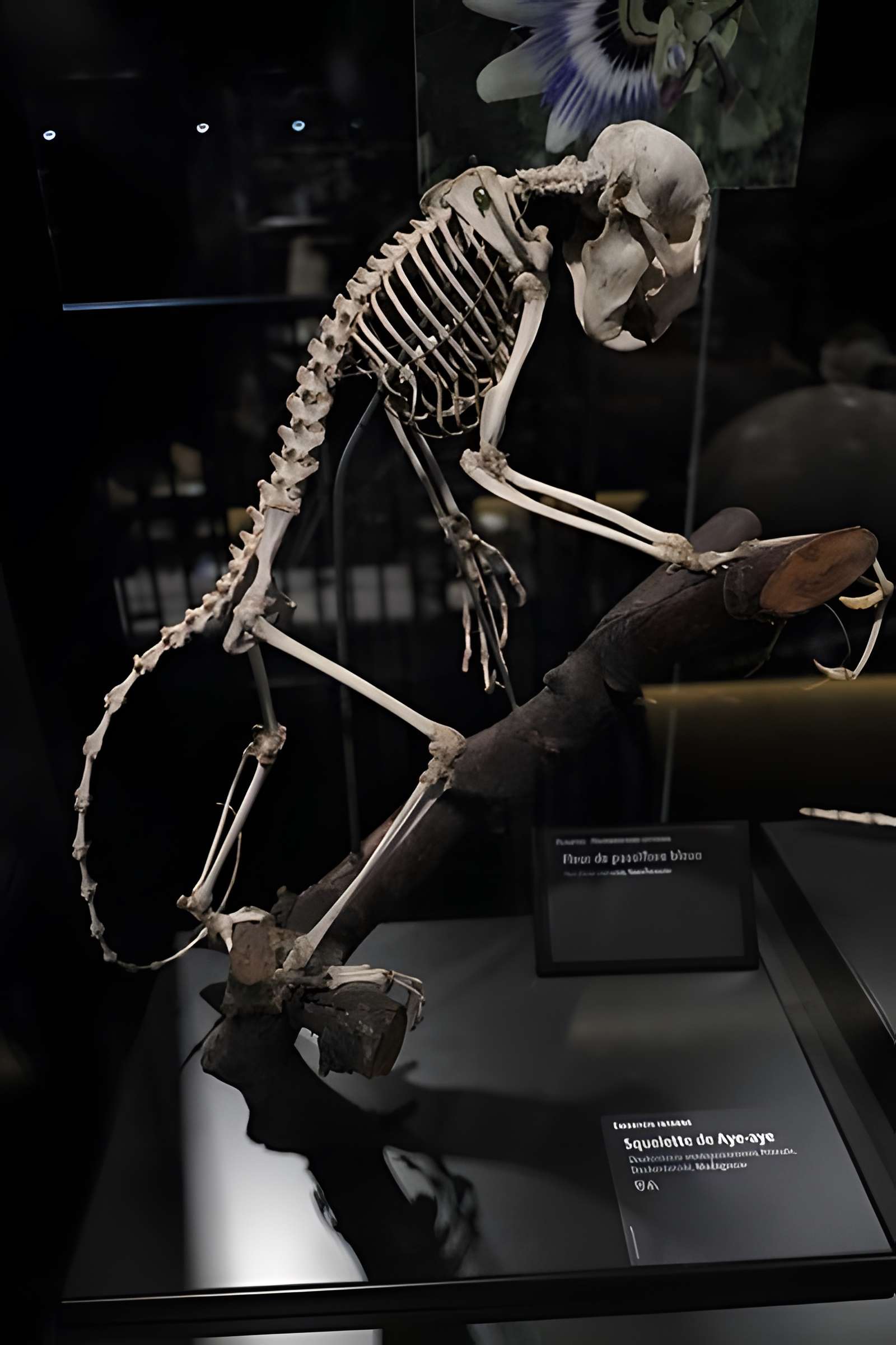 Muséum d'Orléans pour la biodiversité et l'environnement - MOBE