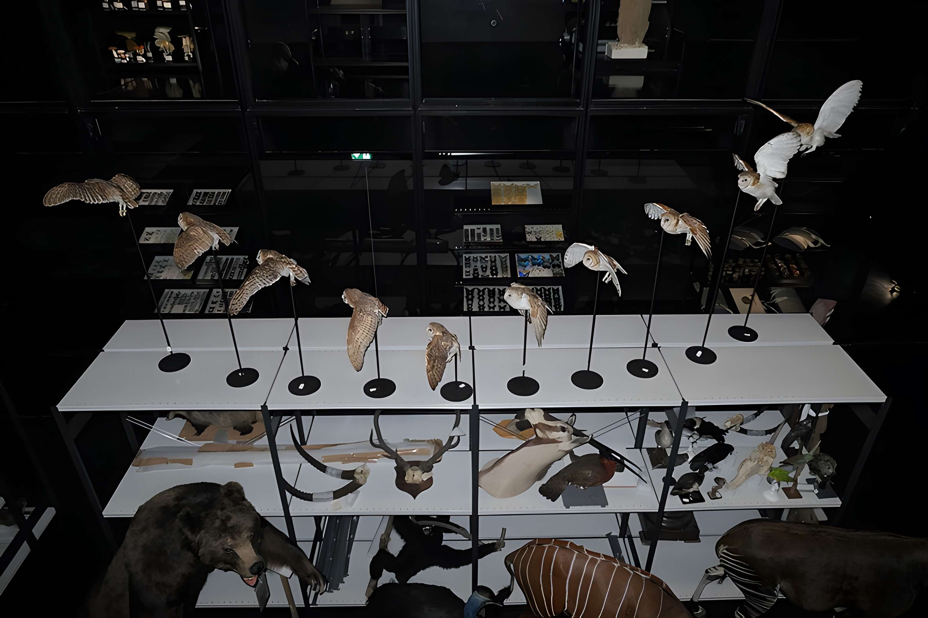 Muséum d'Orléans pour la biodiversité et l'environnement - MOBE