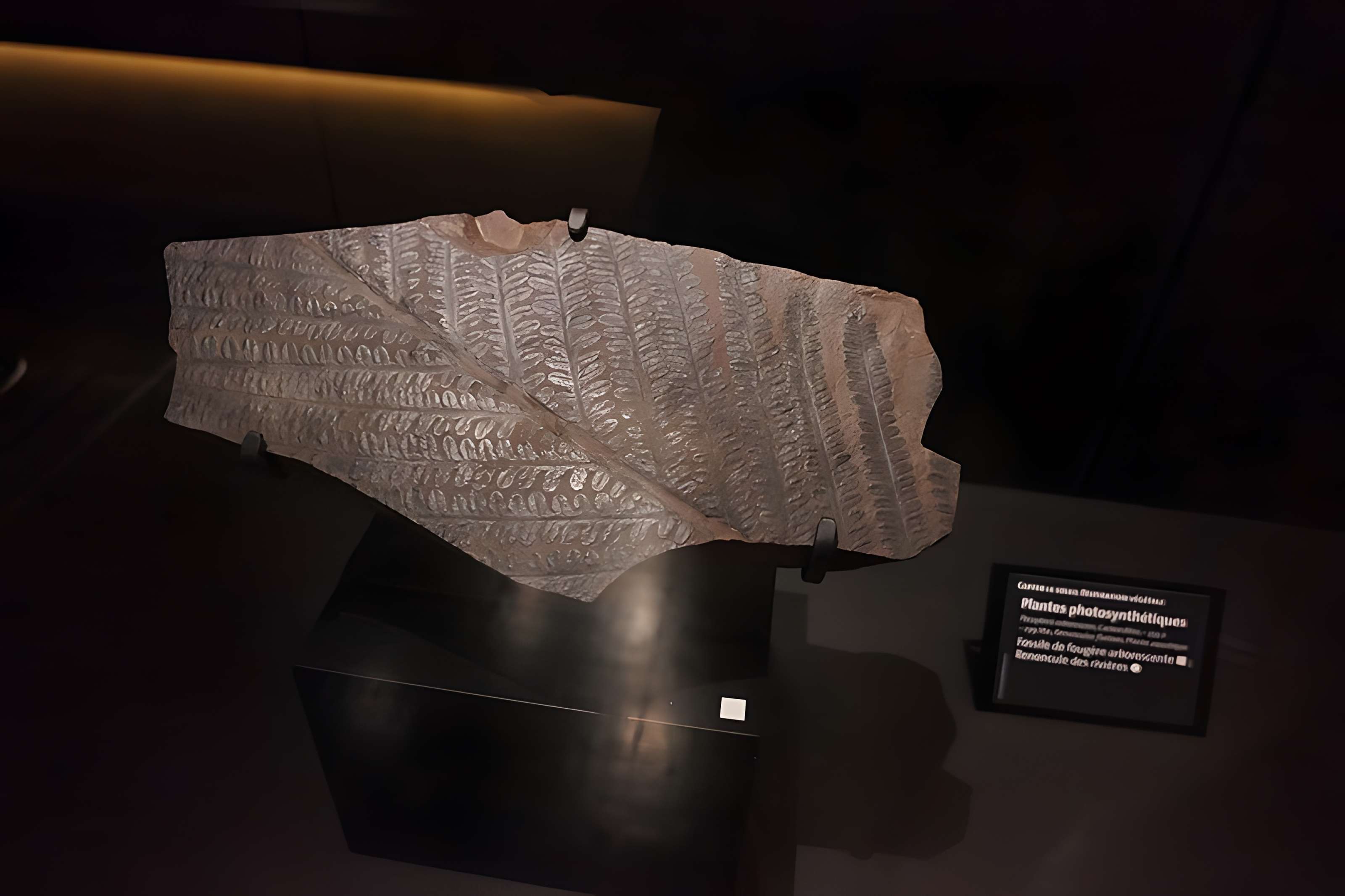 Muséum d'Orléans pour la biodiversité et l'environnement - MOBE