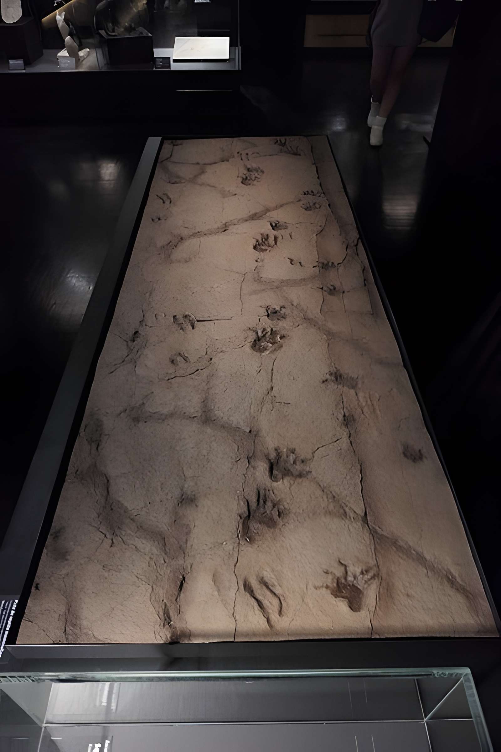 Muséum d'Orléans pour la biodiversité et l'environnement - MOBE