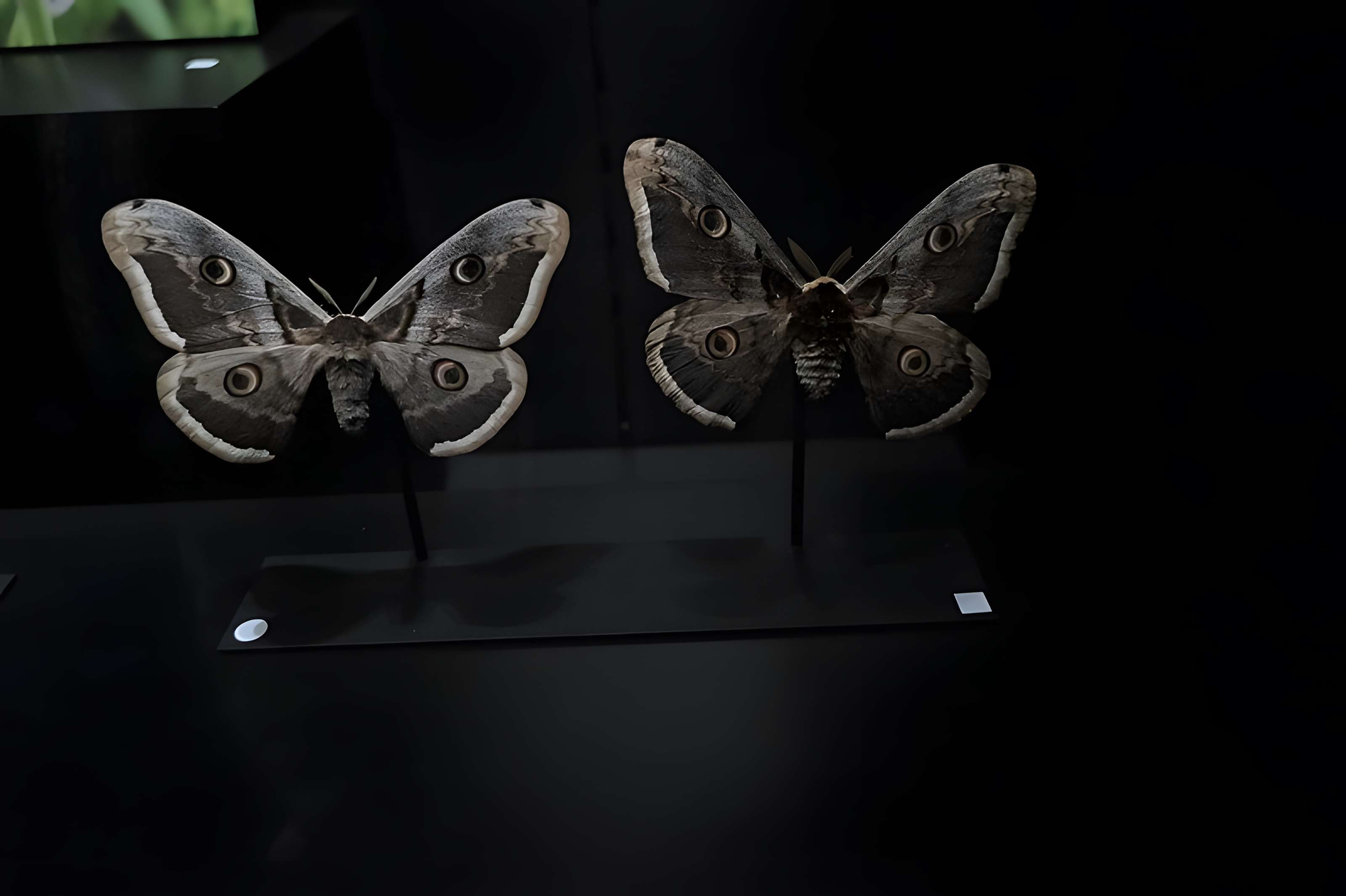 Muséum d'Orléans pour la biodiversité et l'environnement - MOBE