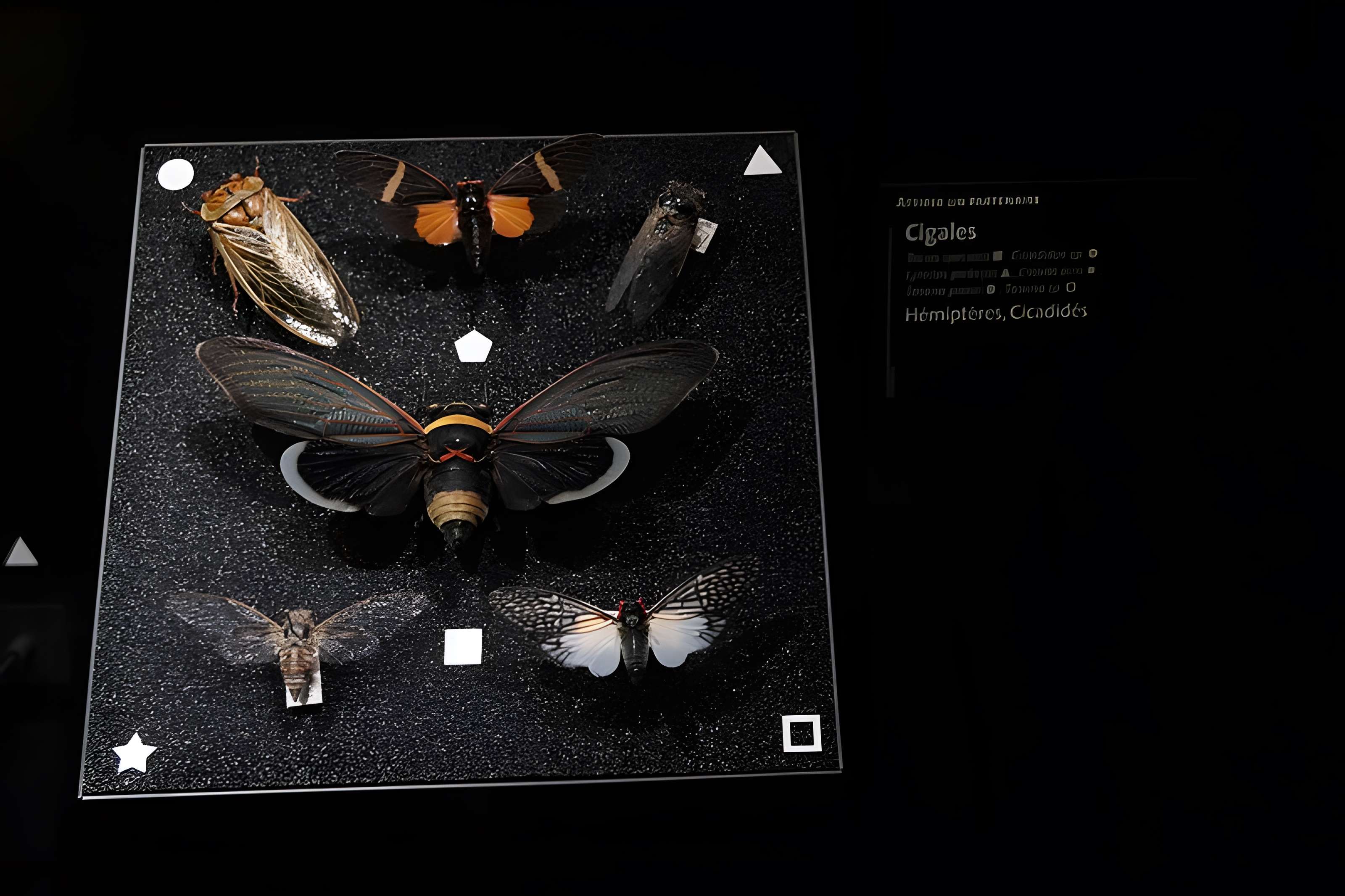 Muséum d'Orléans pour la biodiversité et l'environnement - MOBE