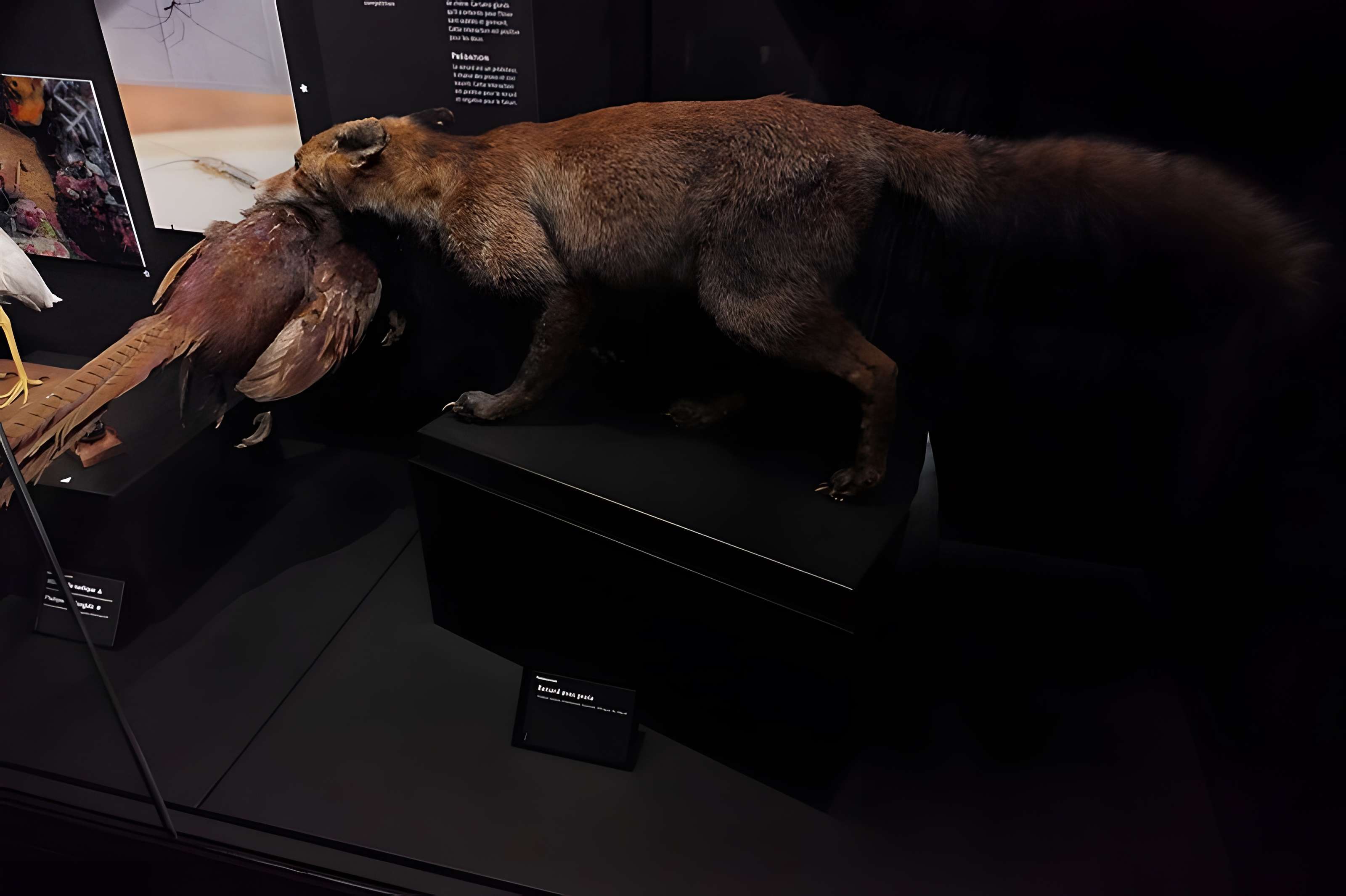 Muséum d'Orléans pour la biodiversité et l'environnement - MOBE