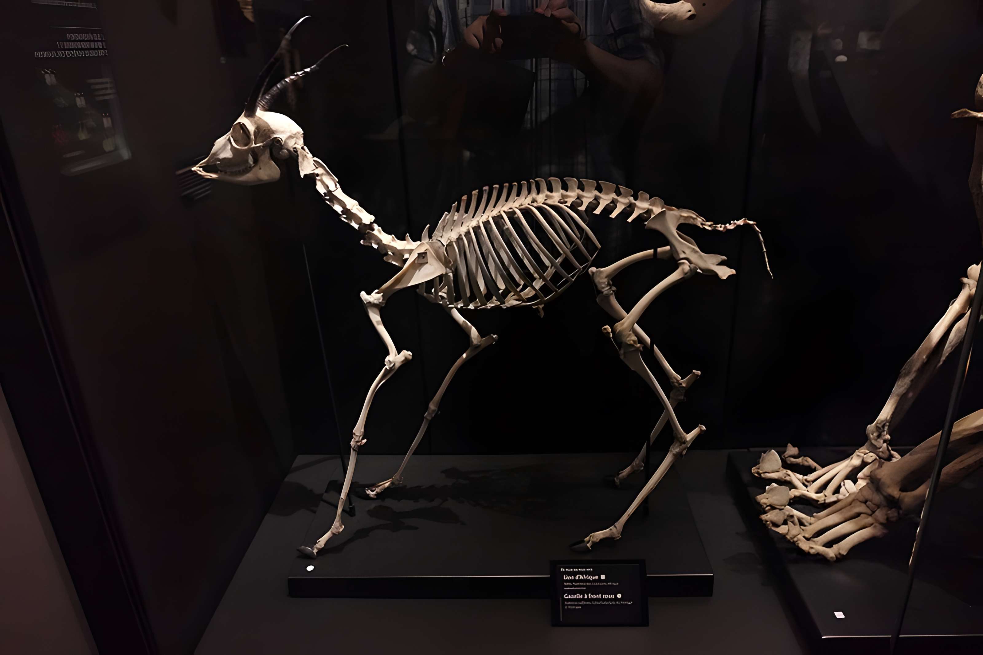 Muséum d'Orléans pour la biodiversité et l'environnement - MOBE