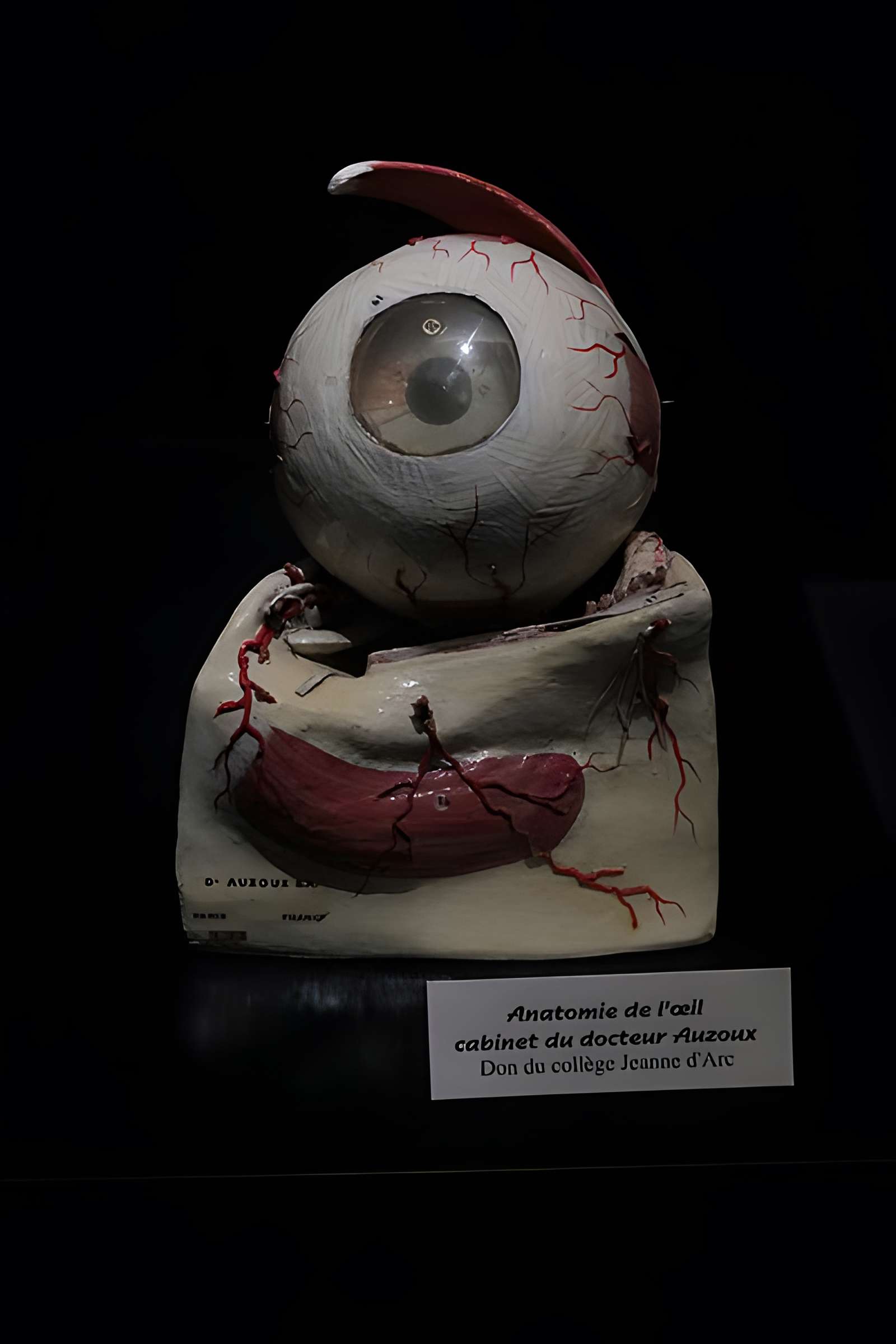 Muséum d'Orléans pour la biodiversité et l'environnement - MOBE