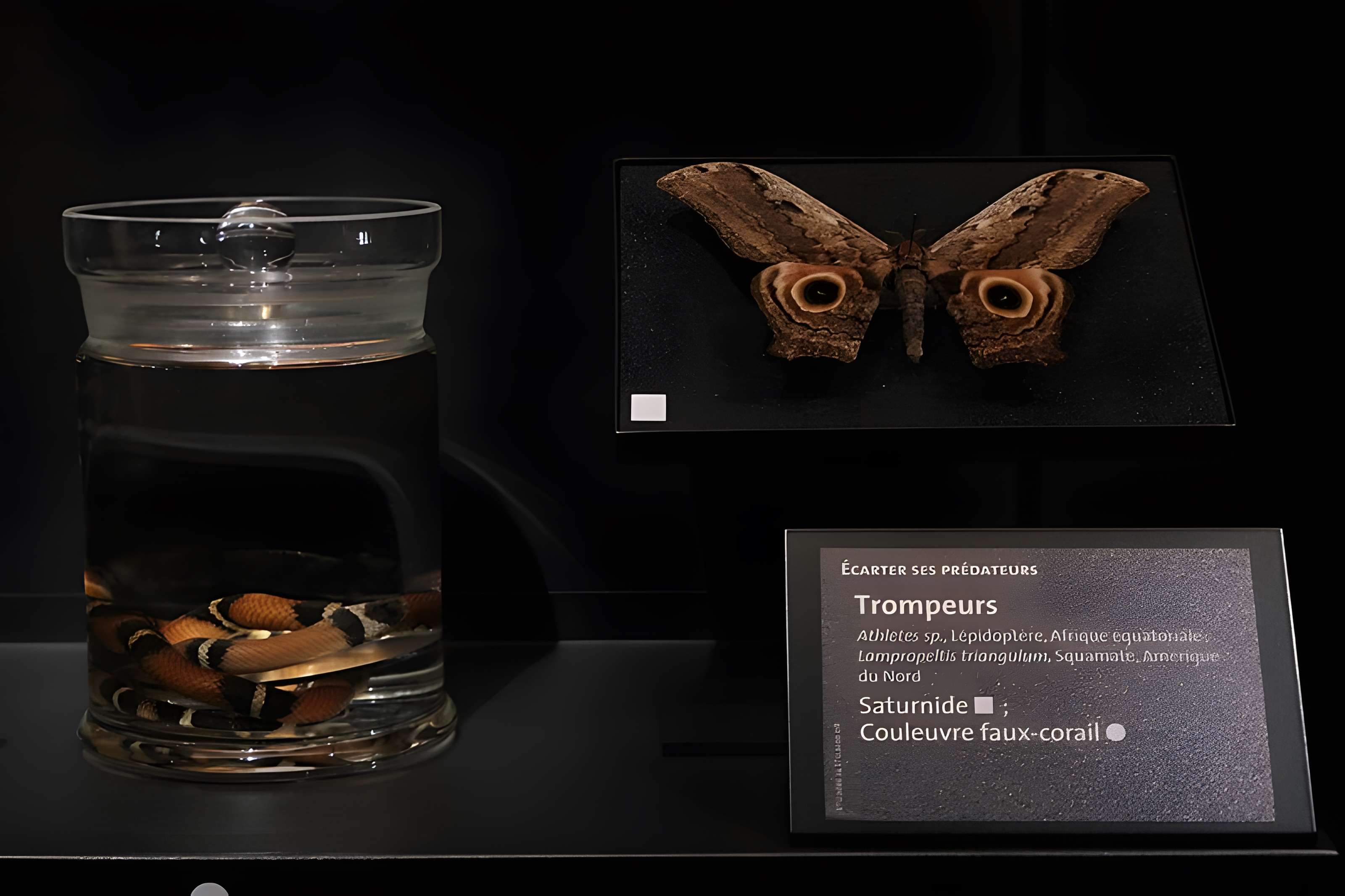 Muséum d'Orléans pour la biodiversité et l'environnement - MOBE