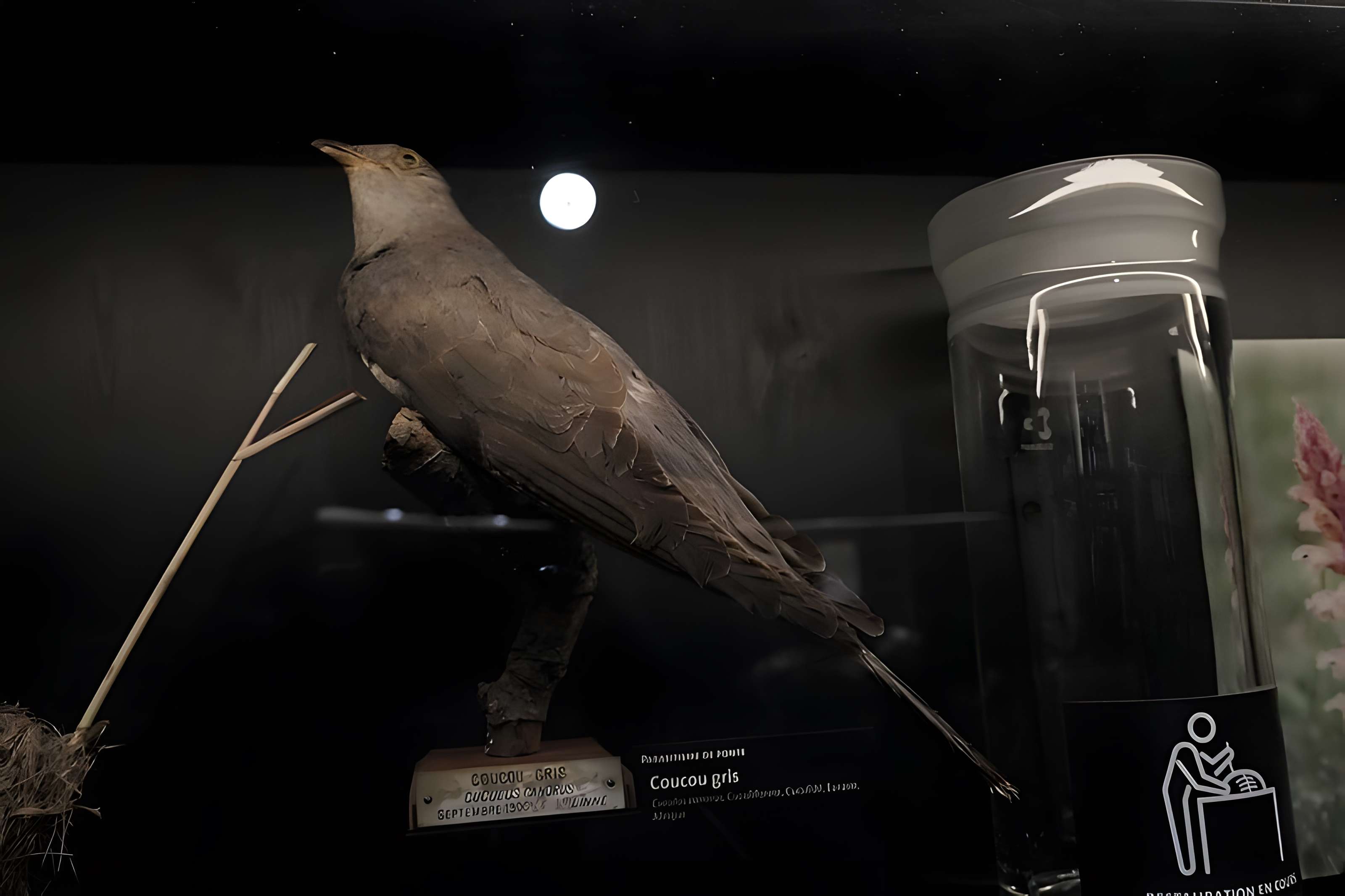 Muséum d'Orléans pour la biodiversité et l'environnement - MOBE