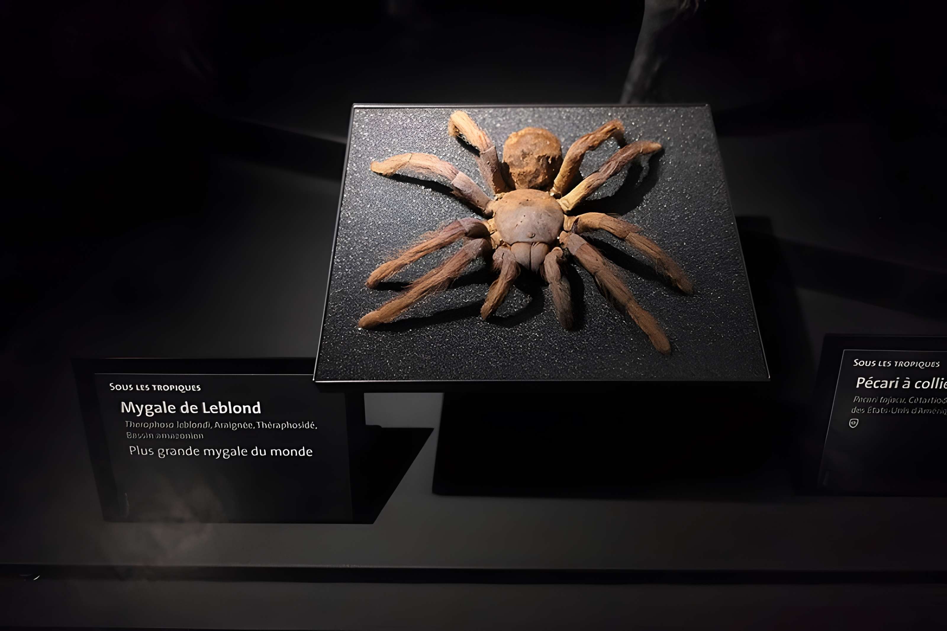 Muséum d'Orléans pour la biodiversité et l'environnement - MOBE