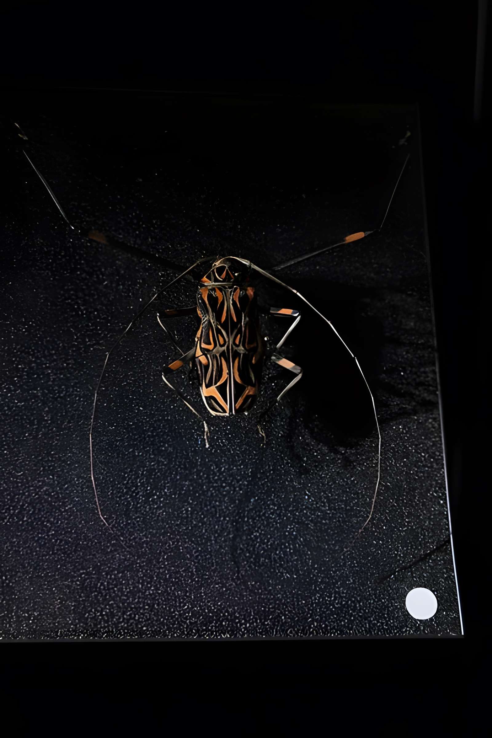 Muséum d'Orléans pour la biodiversité et l'environnement - MOBE