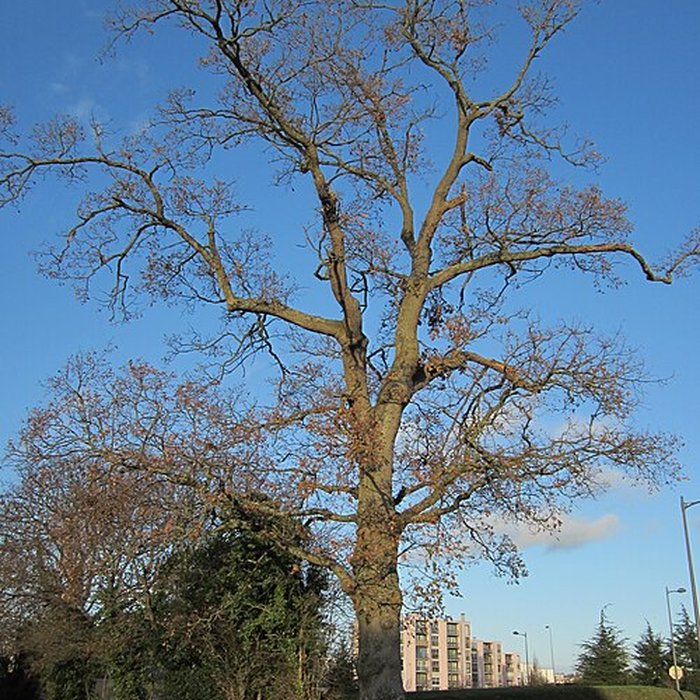 Photo de Musée du bocage normand, ferme du bois Jugan