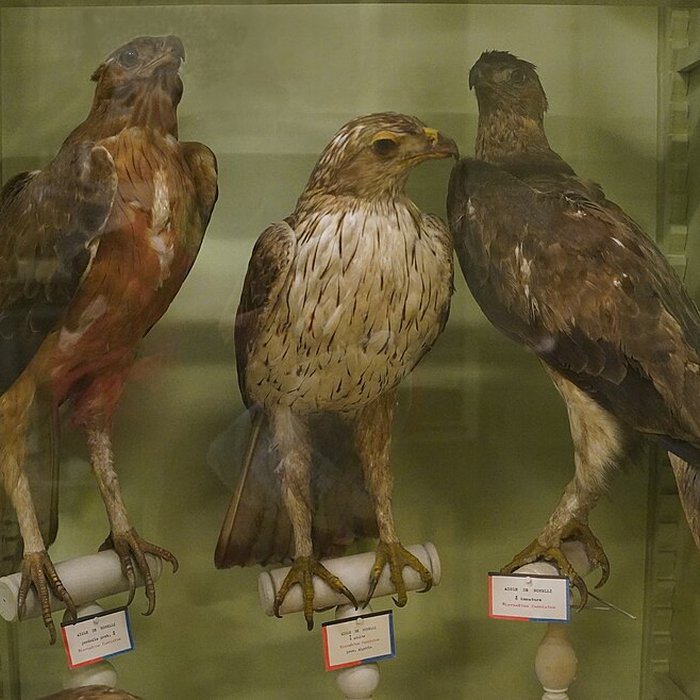 Photo de Musée municipal