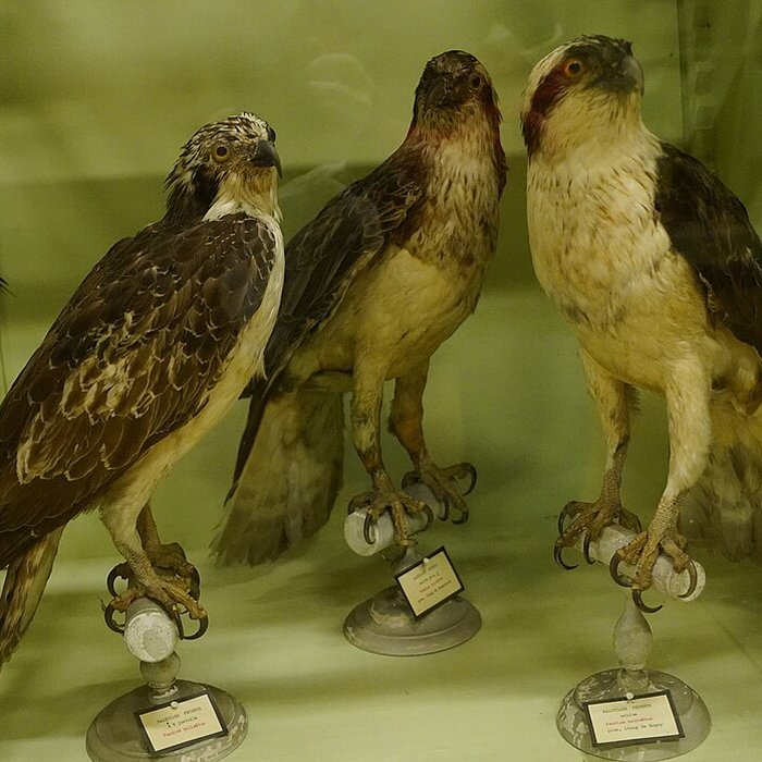 Photo de Musée municipal