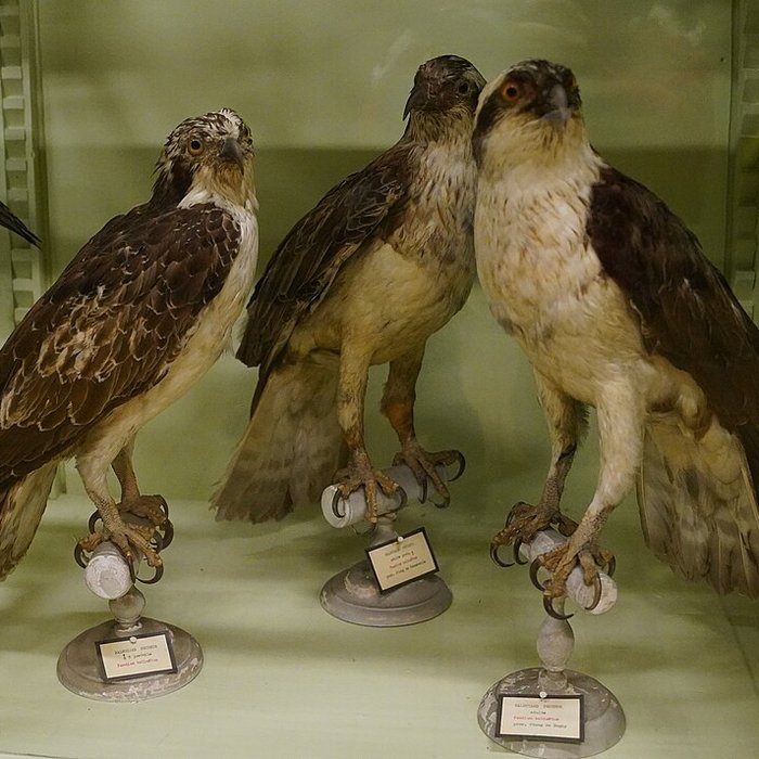 Photo de Musée municipal