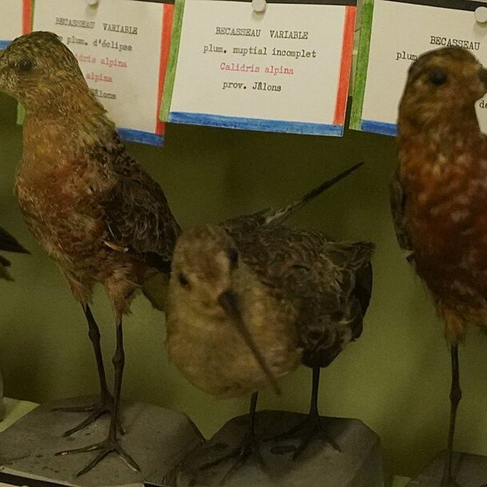 Photo de Musée municipal